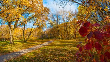 Golden Autumn Pathway Through Vibrant Foliage wallpaper