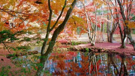 Autumn Serenity Reflected in the Pond wallpaper
