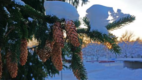Winter Pinecones Adorned with Snow wallpaper