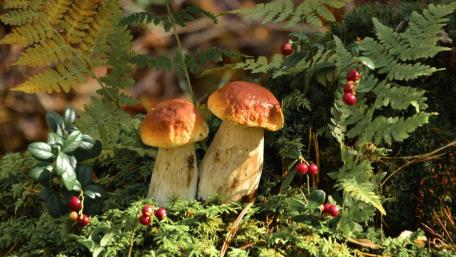 Mushrooms Among Ferns in a Lush Forest Scene wallpaper