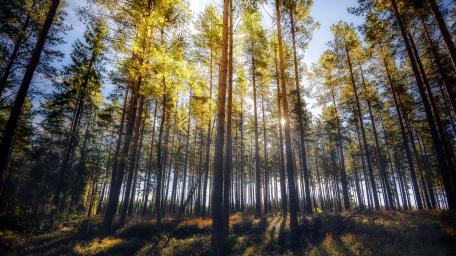 Serenity in a Sunlit Fir Forest wallpaper