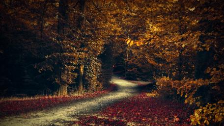Autumn Pathway Through Golden Forest Shadows wallpaper