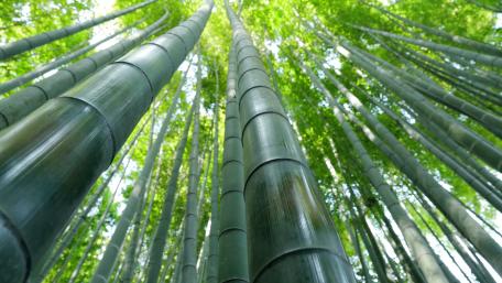 Bamboo Giants Reaching for the Sky wallpaper