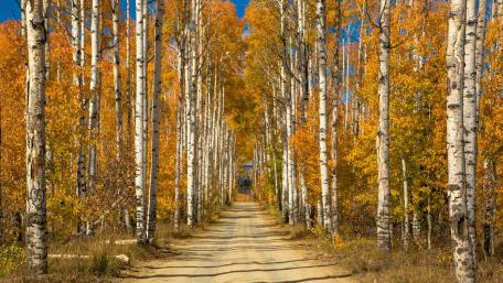 Autumn Serenity on a Dirt Road wallpaper