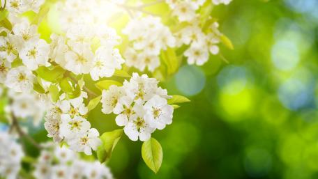 Spring Blossoms and Bokeh Magic wallpaper