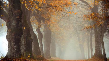 Enchanting Autumn Path in the Misty Forest wallpaper