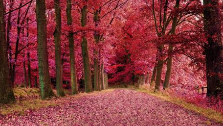 Autumn Blaze in the Forest wallpaper