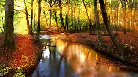 Enchanting Golden Forest Brook wallpaper