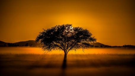 Solitude in the Sunset Glow wallpaper