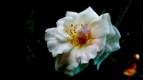 White rose wallpaper