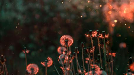 Dandelions in field in sunlight wallpaper