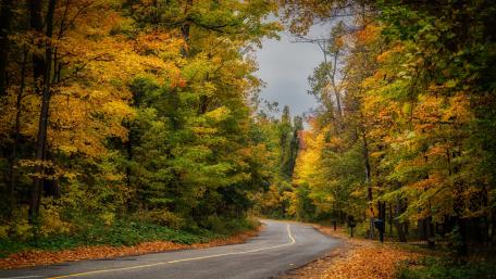 Autumn Road Through Vibrant Forest Colors wallpaper