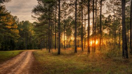 Serene Forest Pathway at Sunset wallpaper