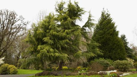 Lush Green Serenity in Nature's Embrace wallpaper