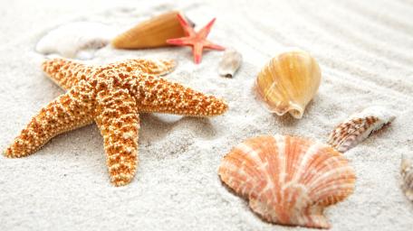 Beach Treasures Among Sandy Shores wallpaper