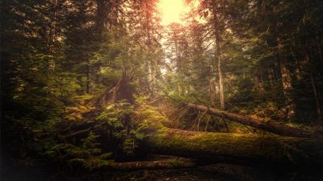 Serene Fallen Tree in Woodland Glow wallpaper