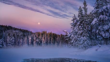 Winter Serenity in a Snowy Forest Scene wallpaper