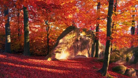 Beech forests of the Carpathians wallpaper