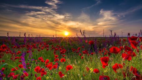 Vibrant Poppy Field at Sunrise wallpaper