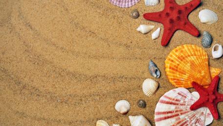 Beautiful Seaside Collection of Shells and Starfish wallpaper