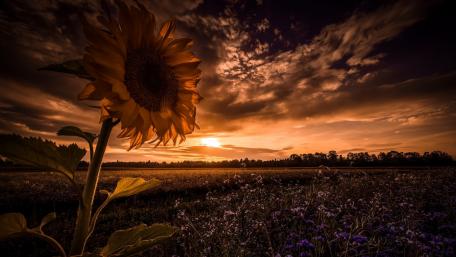 Sunset Blooms In Vibrant Hues wallpaper