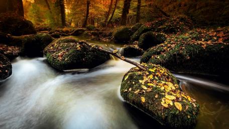 Autumn Serenity in Nature's Embrace wallpaper