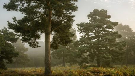 Majestic Forest in Morning Mist wallpaper