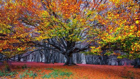 Vibrant Autumn Colors in a Serene Forest Scene wallpaper