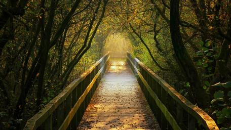 Enchanting Autumn Bridge in a Forest Tunnel wallpaper