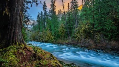 Serene Forest River at Dusk wallpaper