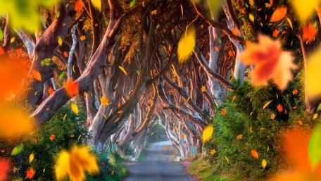 Autumn Serenity in Nature's Tunnel wallpaper
