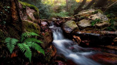 Serene Forest Waterfall Scene wallpaper