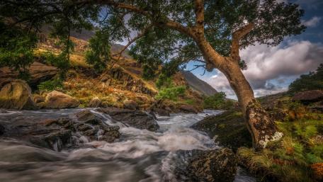 Serene River Flowing by a Majestic Tree wallpaper