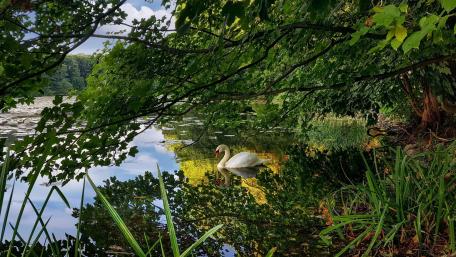 Serene Swan Gliding on Still Water wallpaper