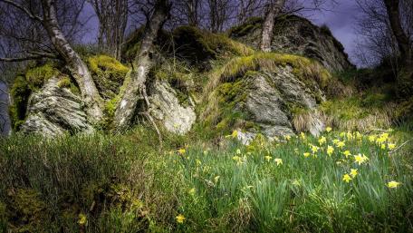 Serene Landscape of Narcissus Blossoms Among Rocks wallpaper