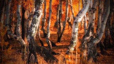 Autumn Bliss in a Birch Forest wallpaper