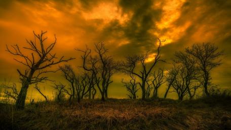 Enchanting Dusk Over Barren Trees wallpaper