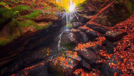 Autumn Serenity in the Forest wallpaper
