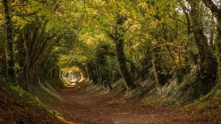 Halnaker in West Sussex wallpaper