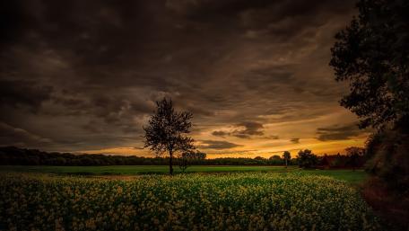 Solitary Tree at Twilight's Edge wallpaper