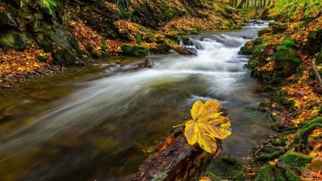 Tranquil Stream Amidst Autumn Leaves wallpaper