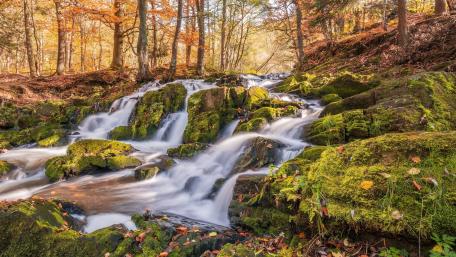 Autumn Serenity in Nature's Embrace wallpaper