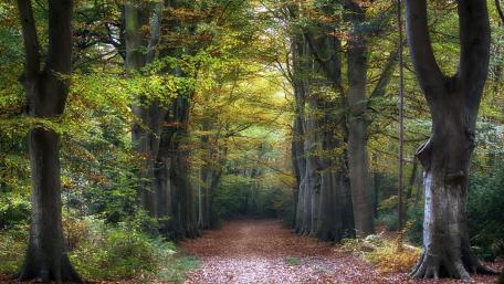 Enchanted Forest Pathway Amidst Majestic Trees wallpaper