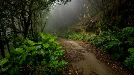 Misty Forest Pathway Awaits Adventure wallpaper