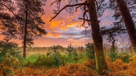 Serene Glade at Dusk Amidst Tall Trees wallpaper