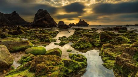 Tranquil Algae Stones by the Sea wallpaper