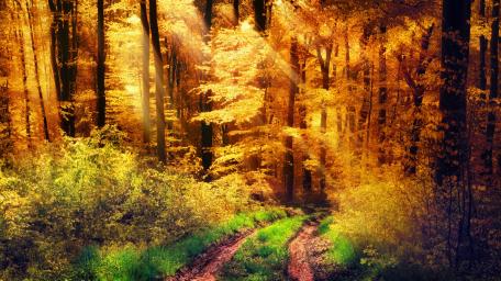 Autumn Sunlit Forest Road Wallpaper wallpaper
