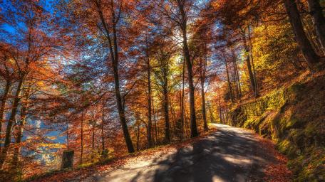 Autumn Serenity Embracing Nature's Colors in a Forest Road wallpaper