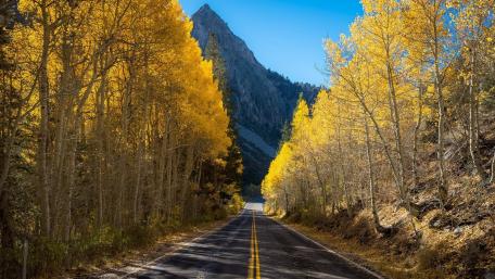 Scenic Autumn Roadway Through Golden Trees wallpaper
