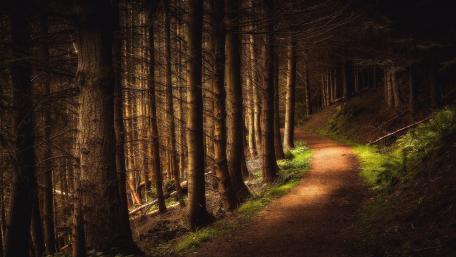 Mystical Forest Trail in Soft Light wallpaper
